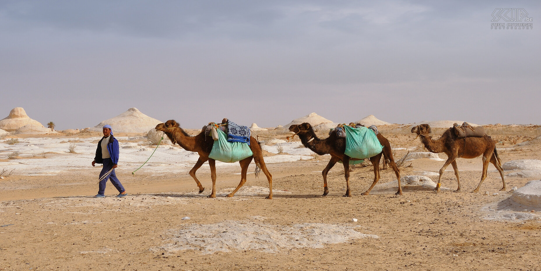 Camels Camels (Camelus bactrianus) near the big road through the Western Desert. Stefan Cruysberghs